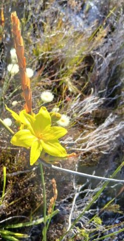 Bobartia indica flower and fruit